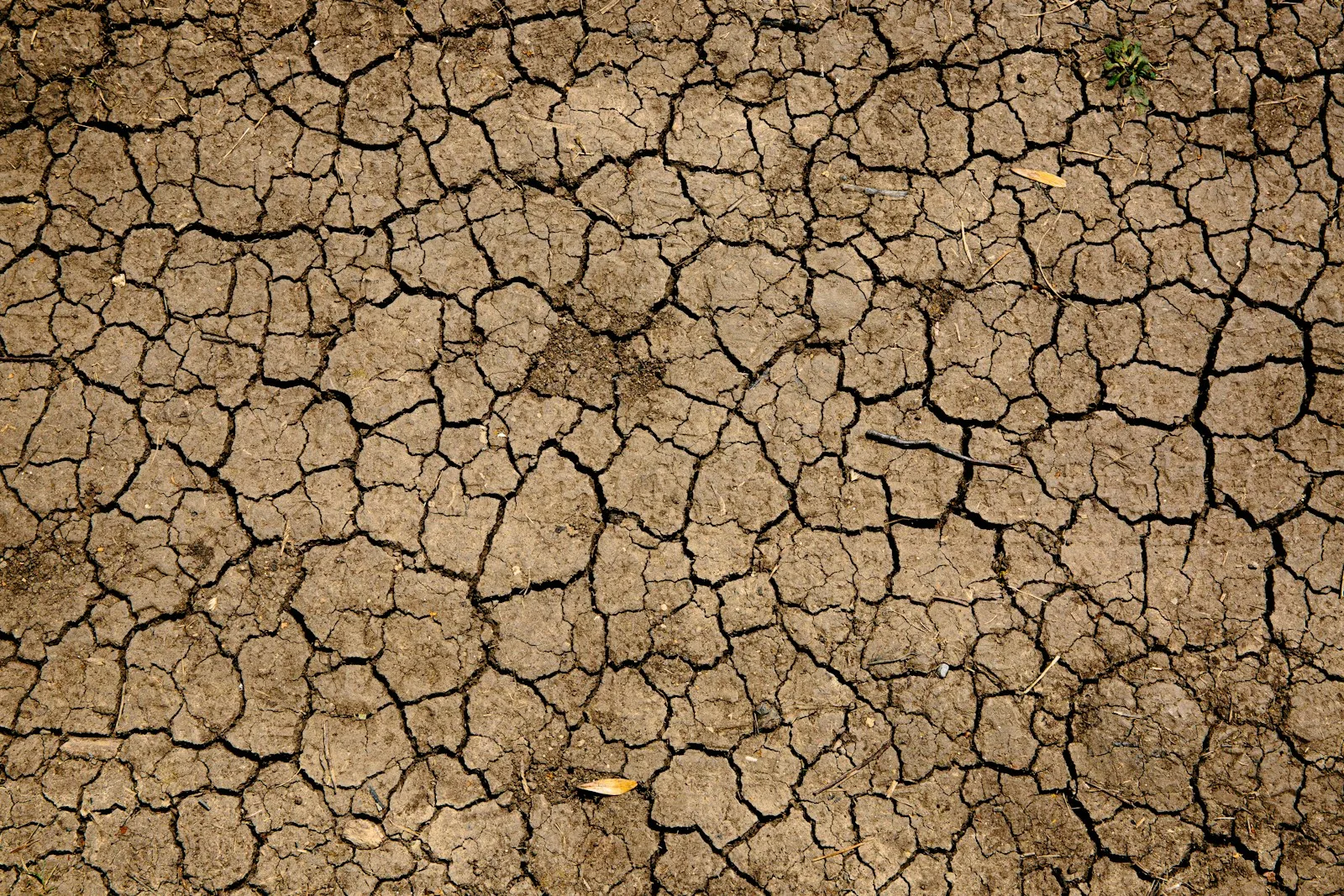 Dry brown earth with a network of deep cracks across the surface.