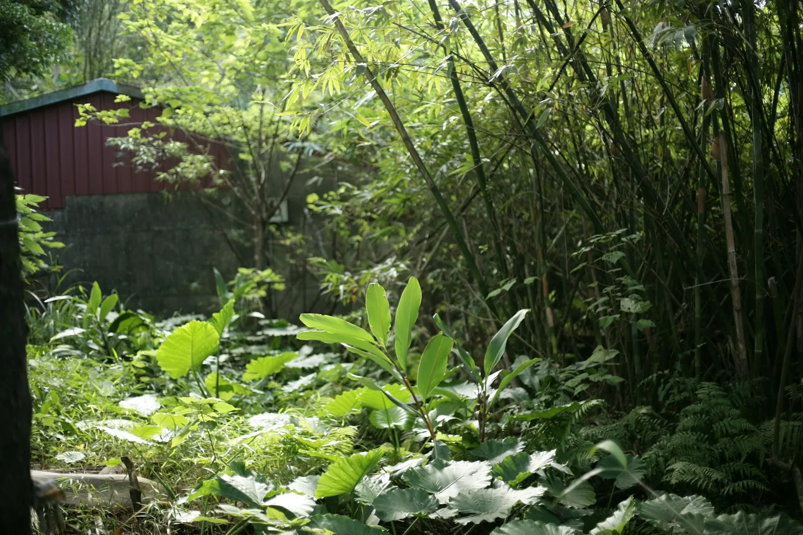 Lush green plants and bamboo in a sunlit forest clearing.