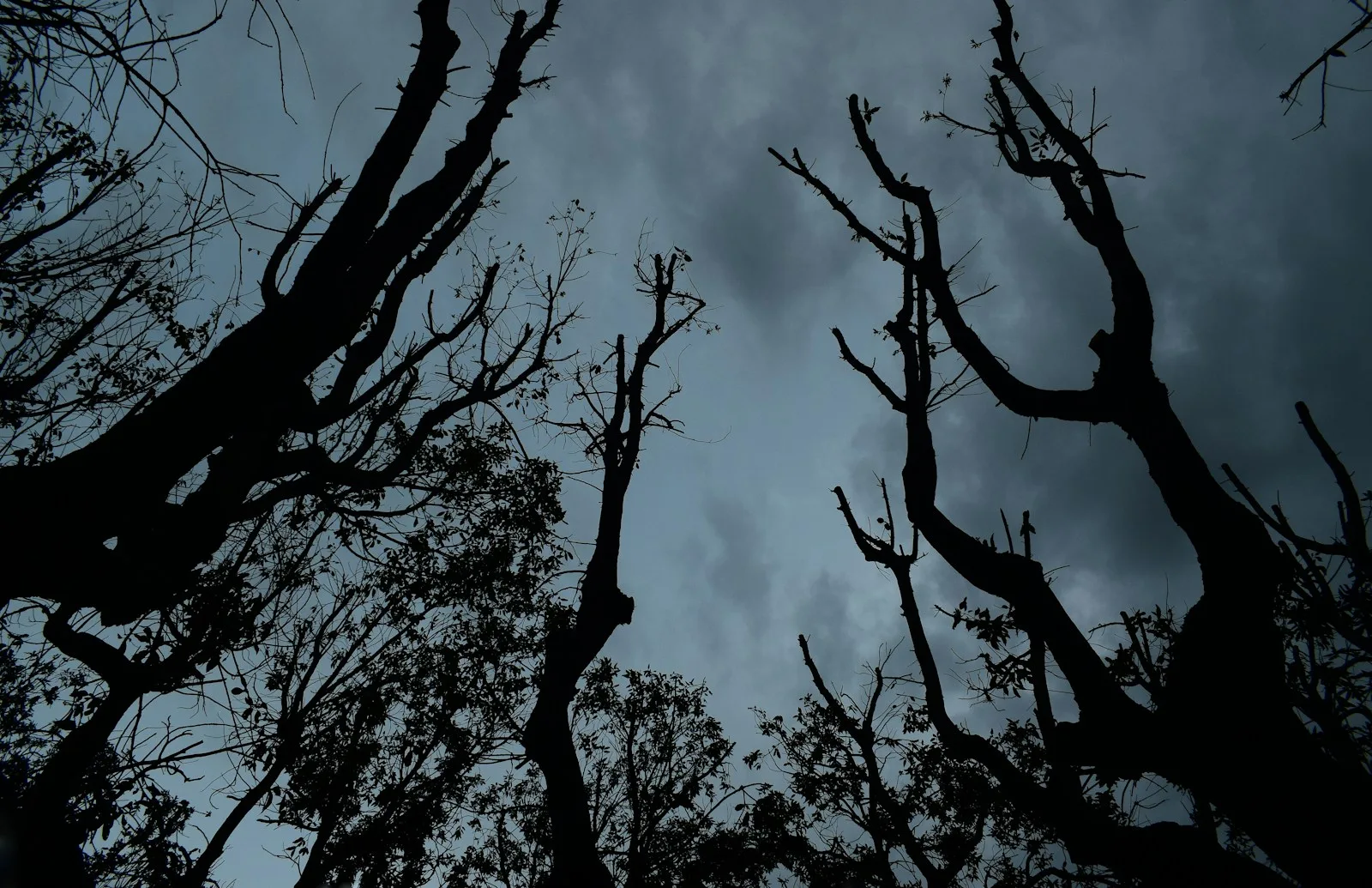 A stand of bare trees against a heavy, clouded sky.
