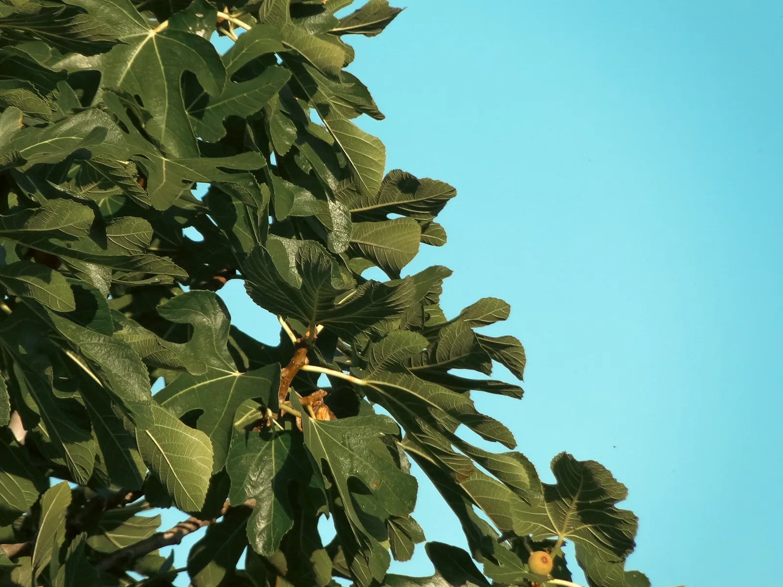 Green fig leaves against a clear sky.