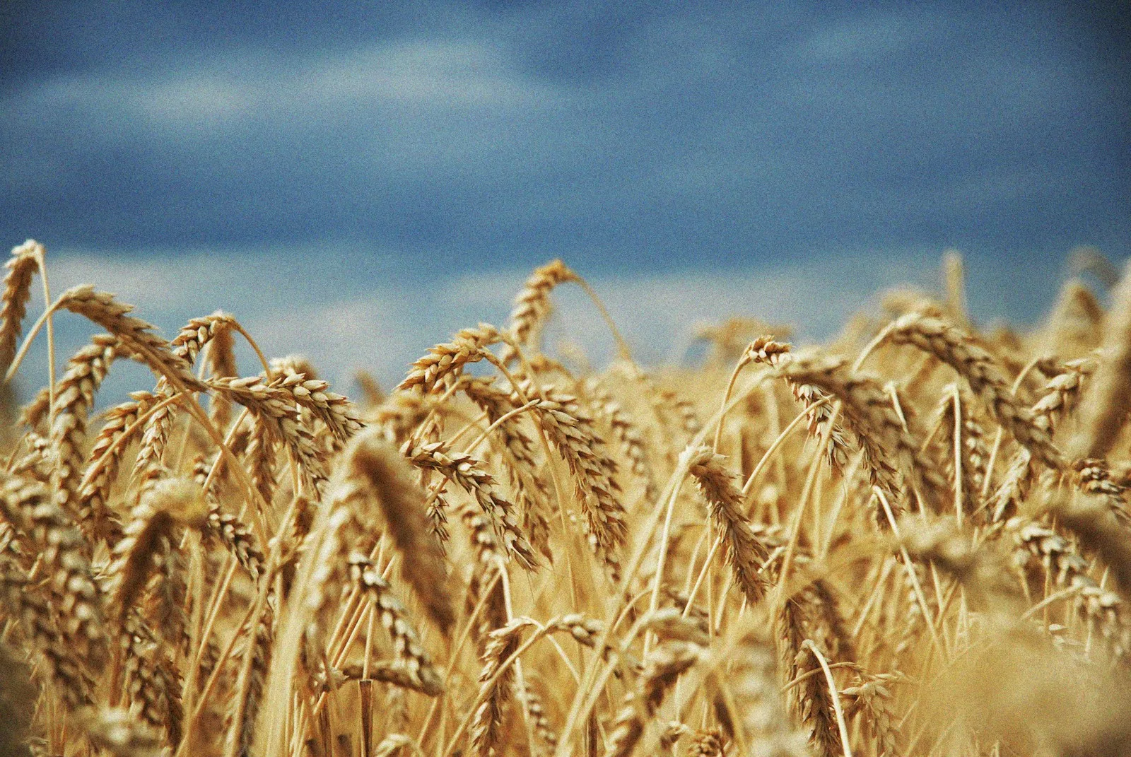 A field of ripe wheat under an open sky.