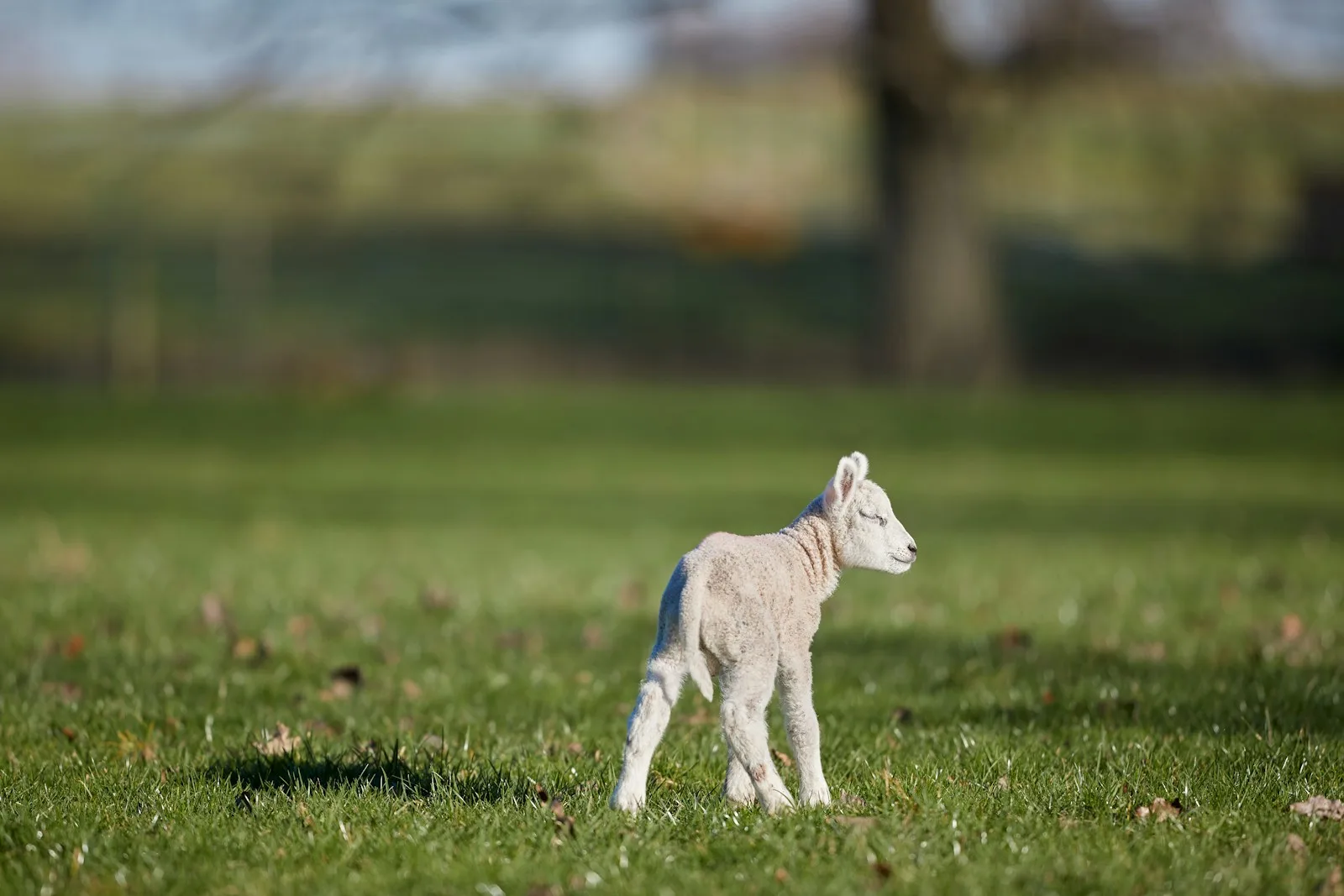 A single white lamb standing in a sunlit green pasture.